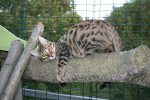 Puk de boomknuffelaar :-))